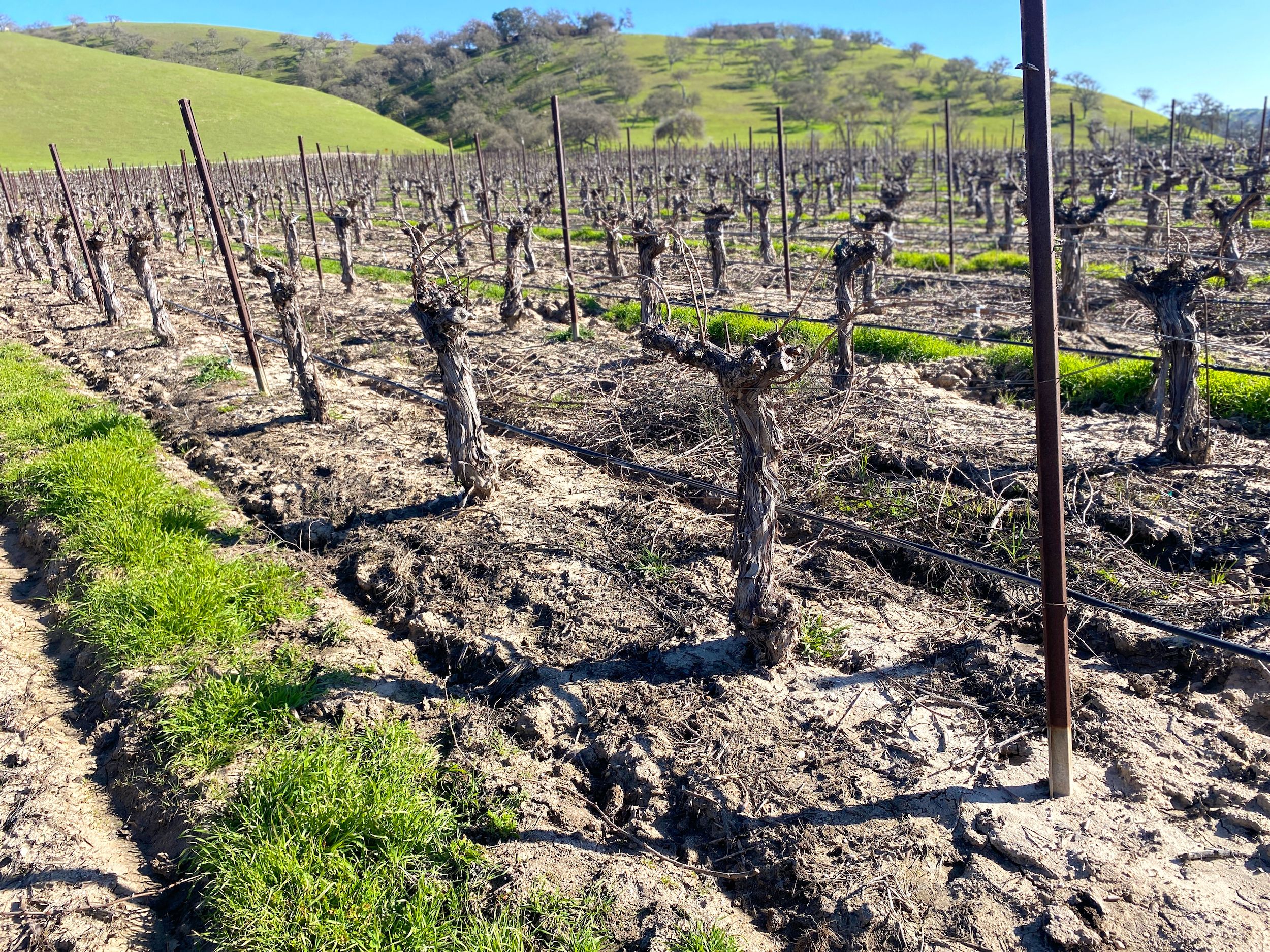 Winter pruned vines at Cass Winery in Paso Robles, California